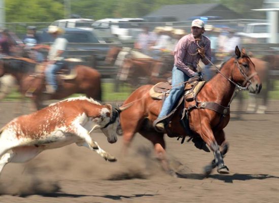 Team Roping at Souris Fair